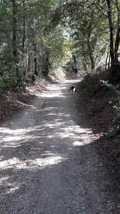 B&B Il Pizzagiallo Massa Martana Kültér fotó