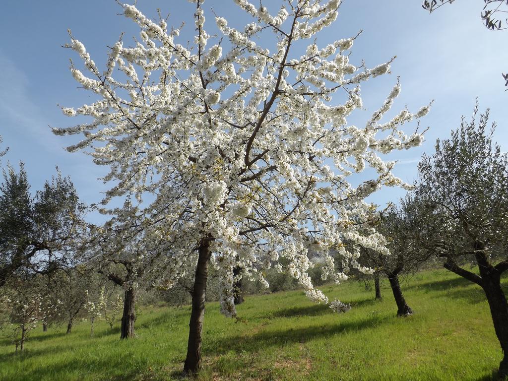 B&B Il Pizzagiallo Massa Martana Kültér fotó